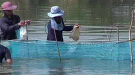 Thai villagers go fishing by paddling through pond infested with live crocodiles