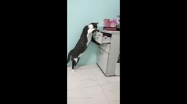 Cat rummages through owner's drawer