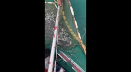 Whale shark in net
