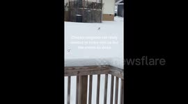 Chonky cat gallops through snow and stumbles up stairs