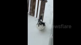 Chunky cat hilariously gallops through snow and stumbles up the stairs