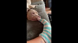 Sneaky pitbull puppy steals sock in Arizona