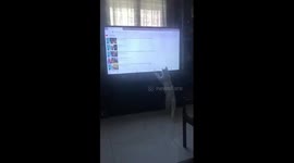 The cat was humorous trying to catch the mouse pointer on the TV screen