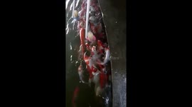 Drinking like a fish! Kids feed the bottle-feeding koi fish with Baby bottles filled with fish food