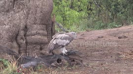 Young Eagle-Owl with pink eyelids catching and eating toads