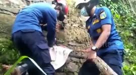 Evacuation of Pythons Entered in Concrete Walls in Houses in South Jakarta, Indonesia