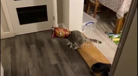 Greedy cat gets crisp packet stuck on head!