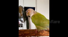 Singapore: Every Time Parrot Turns Around, Apple Magically Appears