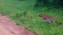 Rabbit cheats deaths as it outruns leopard in Sri Lanka national park