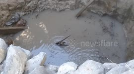 Wild deer lifted out of 50-foot-deep well in India