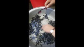 Vietnamese woman cleans live scorpions with her BARE HANDS