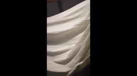 Cute cat under the sheet