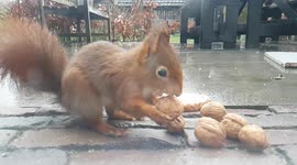 wild squirrel comes very close so funny that that big walnut fits in a small bowl