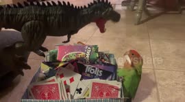 Crazy lovebird is not scared of dinosaurs