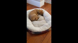 Big dog in a little bed
