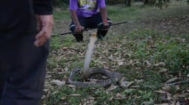 Snake wrangler dances to hypnotise king cobra and make it easier to catch