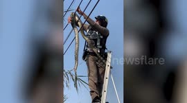 Brave policeman climbs ladder to rescue python tangled in power lines