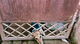 Dog that was struck in the gate was rescued without any injuries in South India