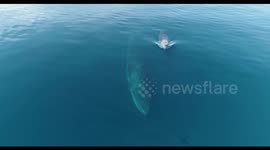 Omura Whales Mother and calf