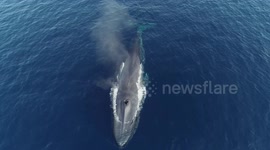 Blue Whales