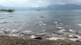 Thousands of fish carcasses float on Indonesian lake after strong winds batter area