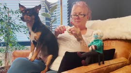 A mother of two has crocheted a replica of Bernie Sanders