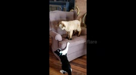 Adorable pet goat ascends the 'mountainous peaks' of his owner’s lounge chair
