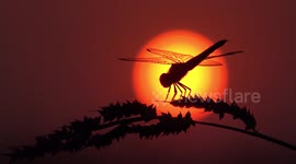 Dragonfly at sunset in a paddy field in Thailand.