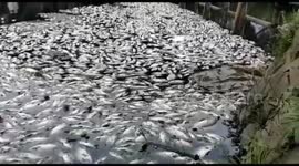 Thousands of fish thought to have died from toxic waste in Indonesia