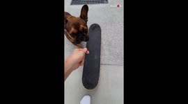 Toby the French bulldog skating