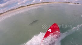 Florida man mobbed by sharks while surfing in shallow waters