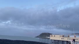 Evening starlings of Aberystwyth