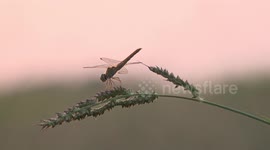 A dragonfly at sunset in a paddy field in Thailand.