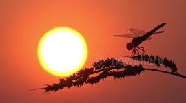 A dragonfly at sunset in a paddy field in Thailand.