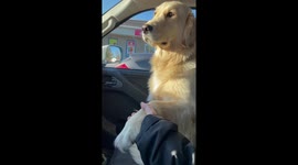 Golden Retriever refuses to go for drive unless you hold her hand