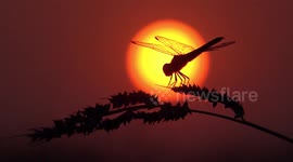 Dragonfly perches on grass seeds growing in paddy field at sunset in Thailand.
