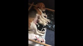 Beagle puppies feeding from mum