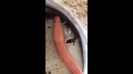Farmer discovers strange pink eel in Vietnam