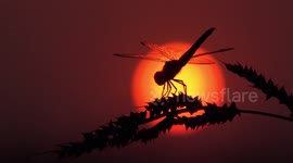 Dragonfly silhouetted against sunset in Thailand