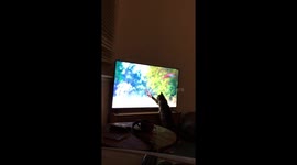 Playful kitten adorably tries to catch birds on TV