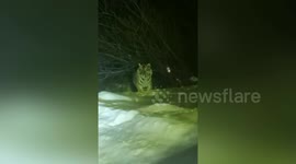 Chinese woman encounters Siberian tiger while on her way back home