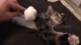 Kitten getting brushed
