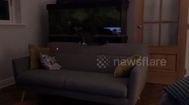 Kitten chars laser pen on the sofa