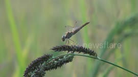 A dragonfly catches and devours a small flying insect in a paddy field.