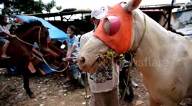Vaccine for Horse in Jakarta