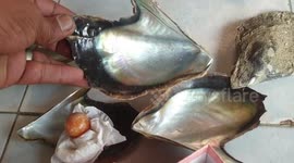Poor Thai fisherman finds extremely rare orange Melo pearl worth $332K