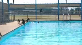 Hungry monkeys take over school’s swimming pool and rummage through bins for food