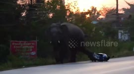 Wild elephant being tracked by researchers kicks their motorcycle parked on roadside