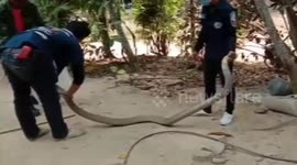King cobra found keeping warm inside car engine