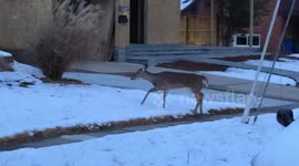 Deer in Snow
